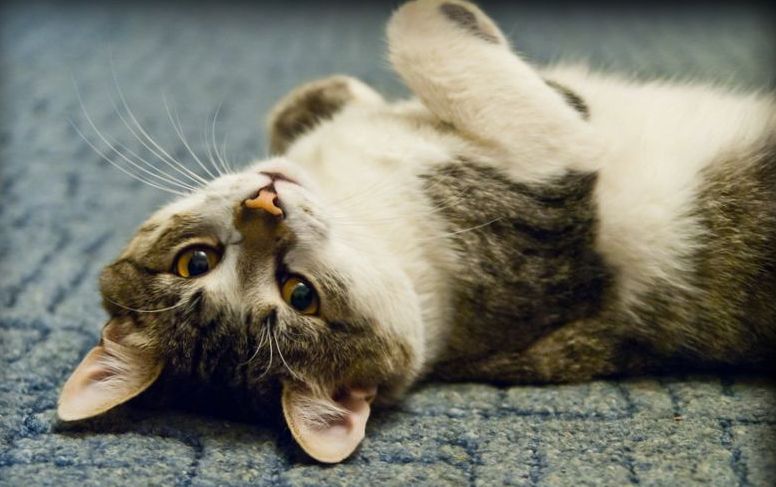 Язык любви кошек нужно понимать: почему они прищуривают глаза