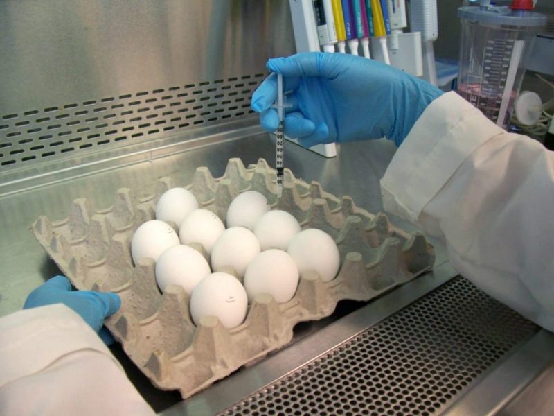 Обратная сторона вакцины: Россия находится в полной зависимости от импорта специальных яиц