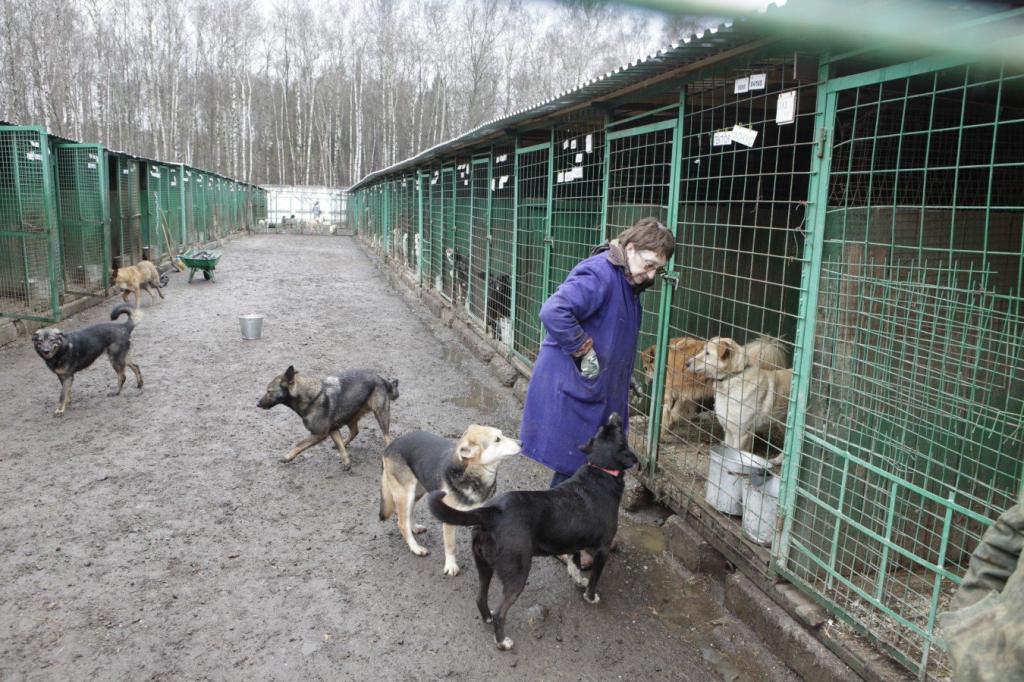 Почему в Москве нет бродячих собак и как решить проблему в других регионах