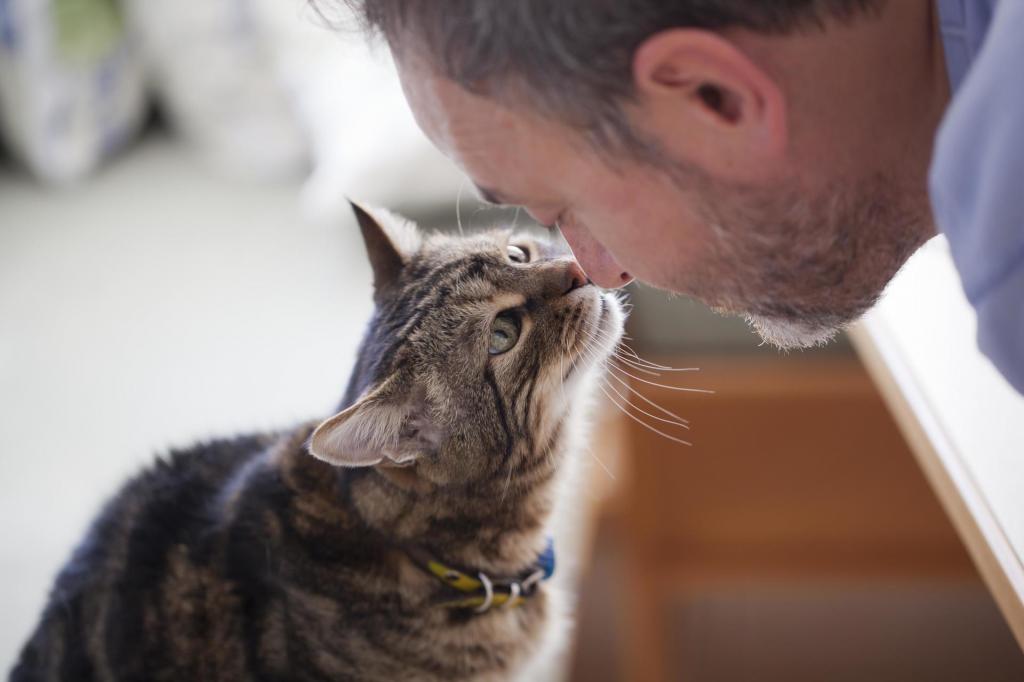 Почему нельзя целовать кошек: что говорят врачи и народные приметы