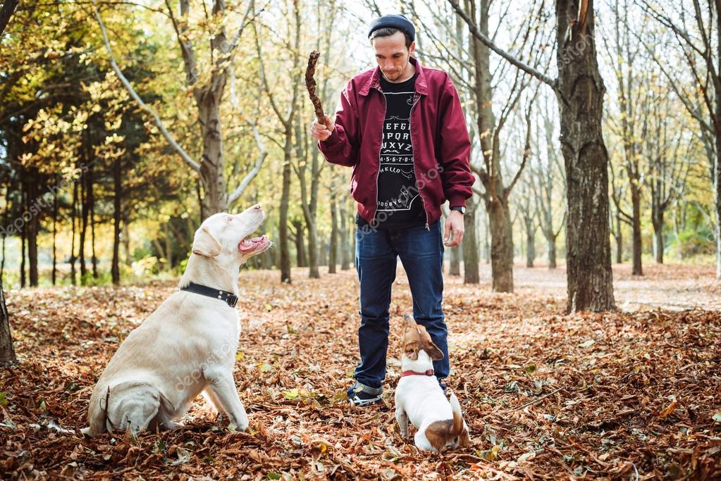 Никакой лишней энергии: как научить собаку быть послушной