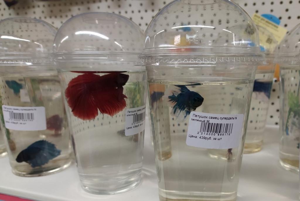Рыбка-петушок может жить в общем аквариуме: разбираем 5 самых распространенных мифов