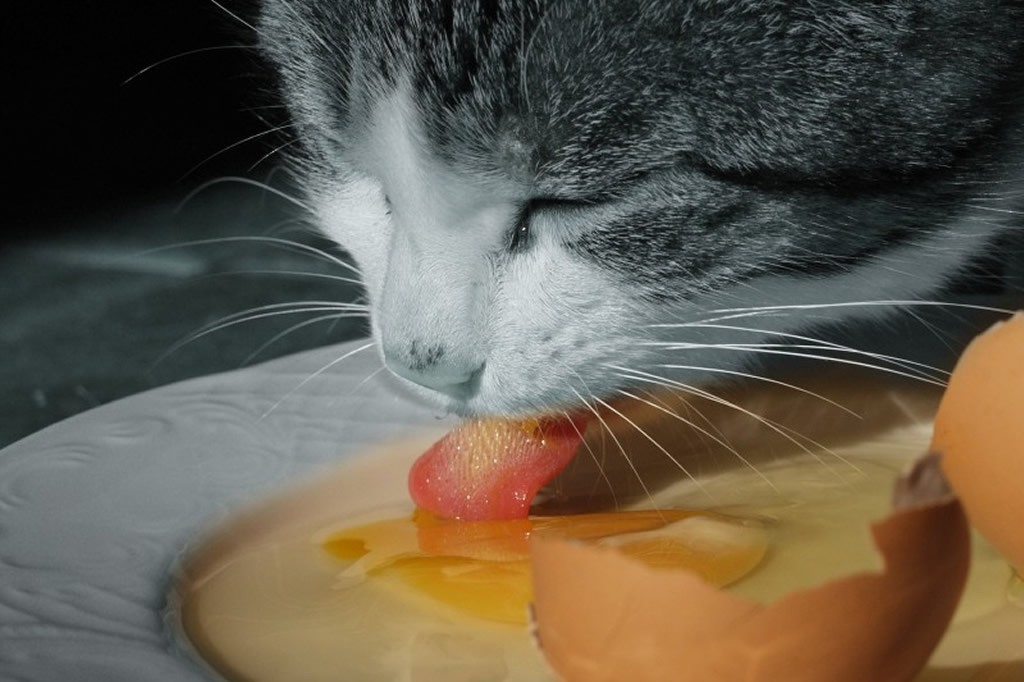 Речь не о свежей рыбе и молоке. Человеческая пища, которую не должна пробовать кошка (ни грамма)