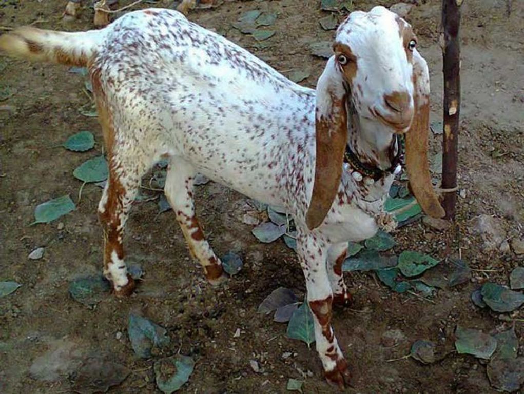 На наших совсем не похожи: какие породы коз разводят на Востоке (фото)