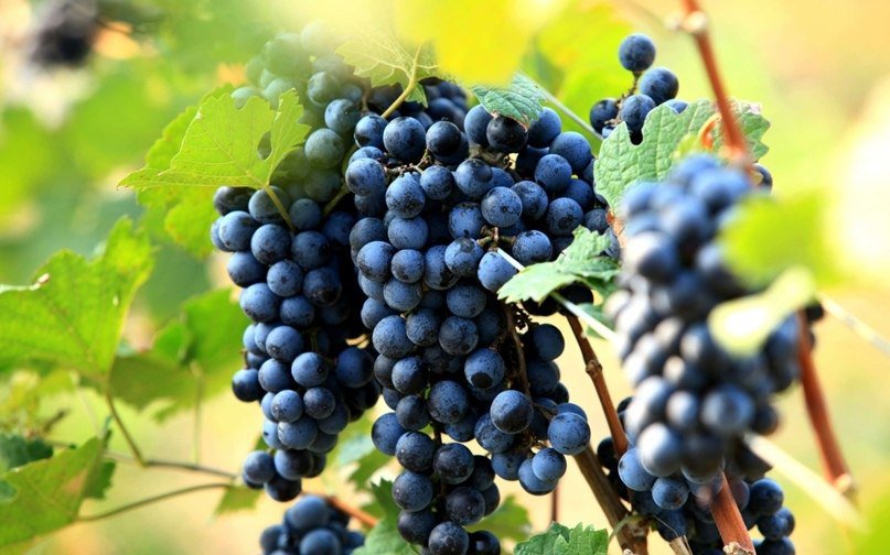 Предотвращает старение и защищает от инфекций: почему виноград должен быть красным