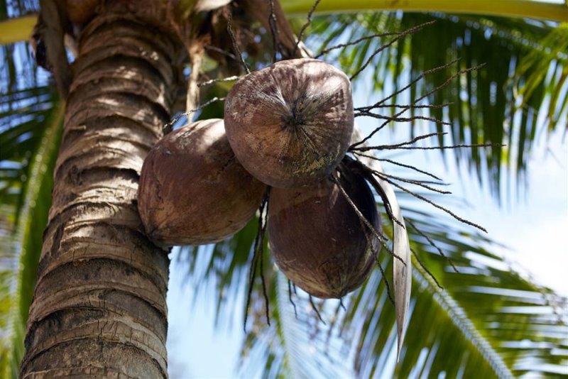 Почему кокосовое масло не подходит тем, у кого пищевая непереносимость чеснока, и какие побочные эффекты у популярного продукта