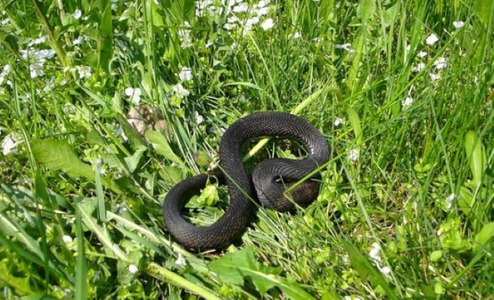 Змея на дачном участке: как ее отпугнуть, чтобы никому не навредить