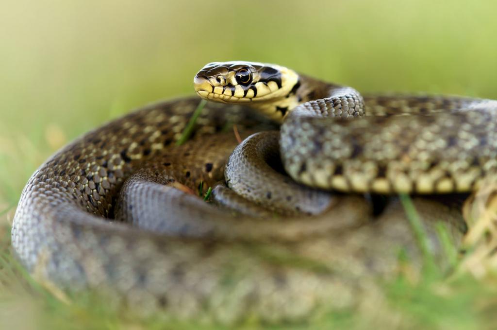Змея на дачном участке: как ее отпугнуть, чтобы никому не навредить