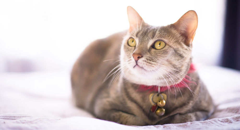 Кошка и ошейник: зоопсихолог объяснил, почему его нужно снять раз и навсегда