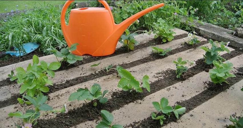 Российские ученые создали уникальный гель для сельского хозяйства: он позволит реже поливать огород