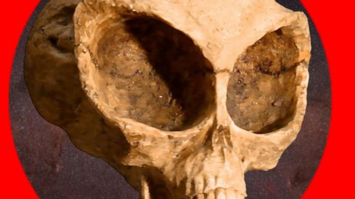 череп гуманоида