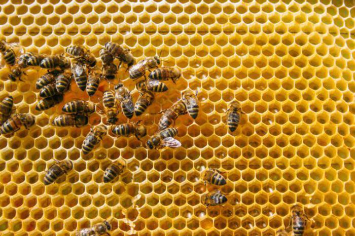 пчелиные соты 