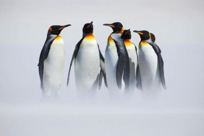 императорские пингвины 