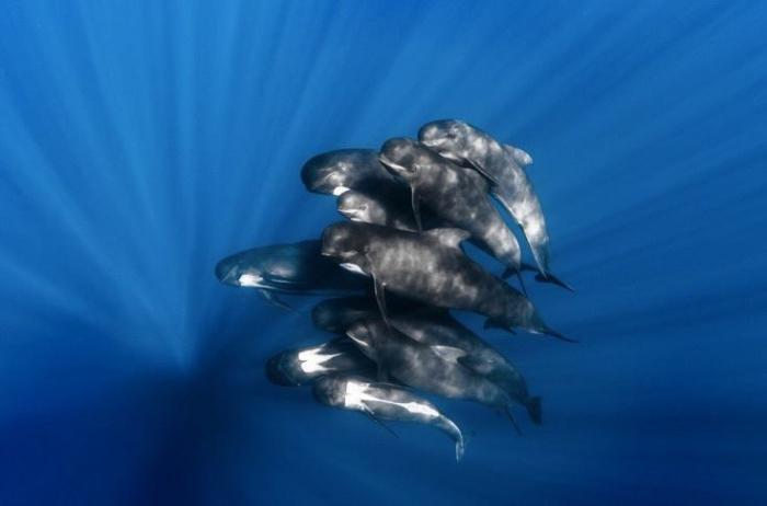 Дельфины гринды