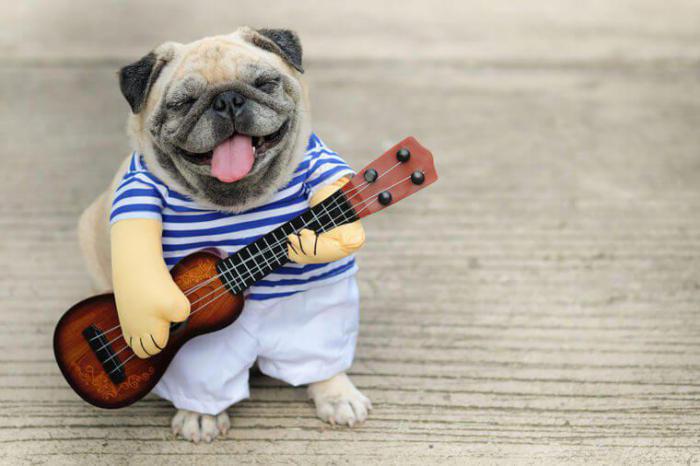 щенок с гитарой