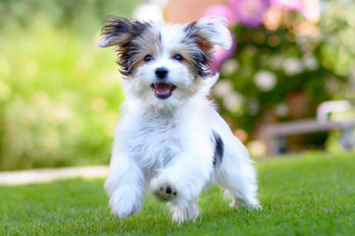 счастливый щенок