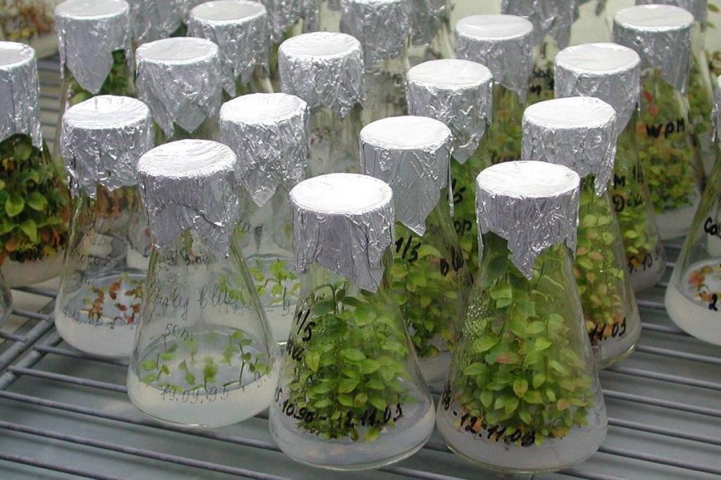 В Башкирии начали клонировать редкие растения: студент местного университета придумал технологию еще 5 лет назад