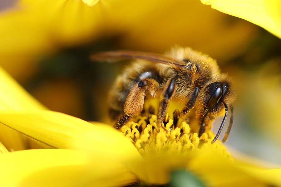 Как пчелы могут помочь повысить урожай и даже стабилизировать цены на продукты питания