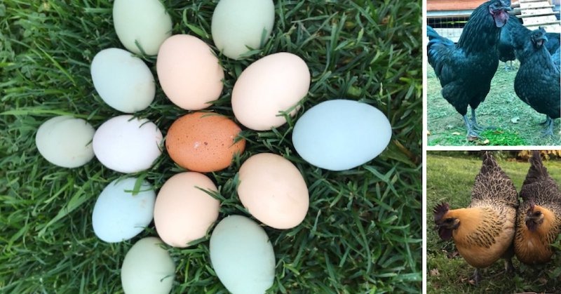 Какие куры несут синие и зеленые яйца и на самом ли деле этот продукт так полезен, как о нем говорят