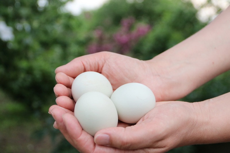 Какие куры несут синие и зеленые яйца и на самом ли деле этот продукт так полезен, как о нем говорят