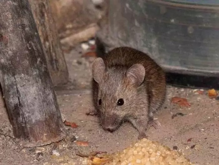 Вредители, которые могут создать много проблем: как отпугнуть крыс от курятника без нанесения вреда птицам