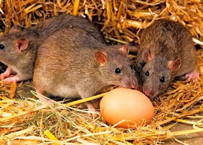 Вредители, которые могут создать много проблем: как отпугнуть крыс от курятника без нанесения вреда птицам
