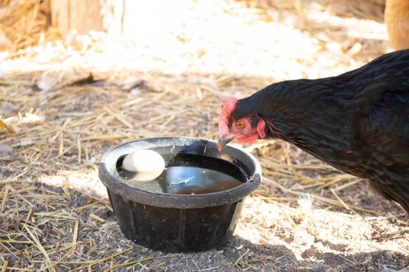 Как защитить кур от холода зимой без электричества: бюджетные способы обогрева курятника