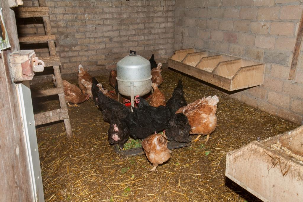 Как защитить кур от холода зимой без электричества: бюджетные способы обогрева курятника