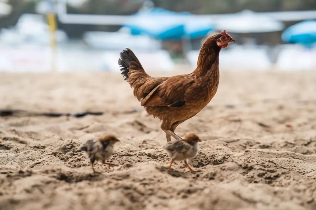 Стоит ли насыпать песок в курятник, зачем и как это делать правильно: птицеводческие хитрости