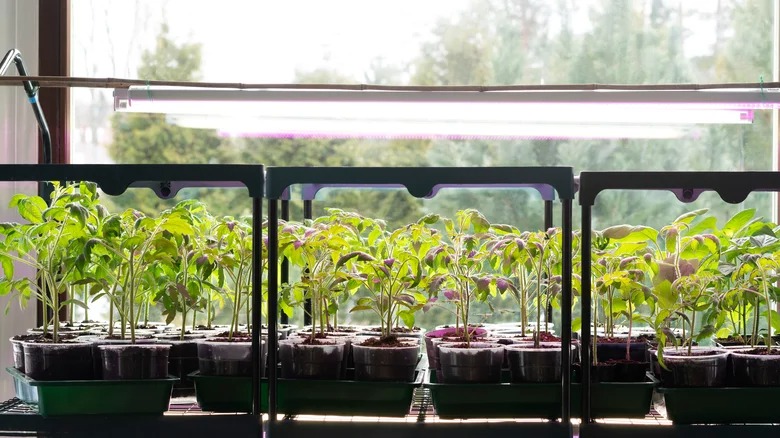 Выращивание растений - отличный бизнес, если все сделано с умом: как подобрать оптимальный вид освещения