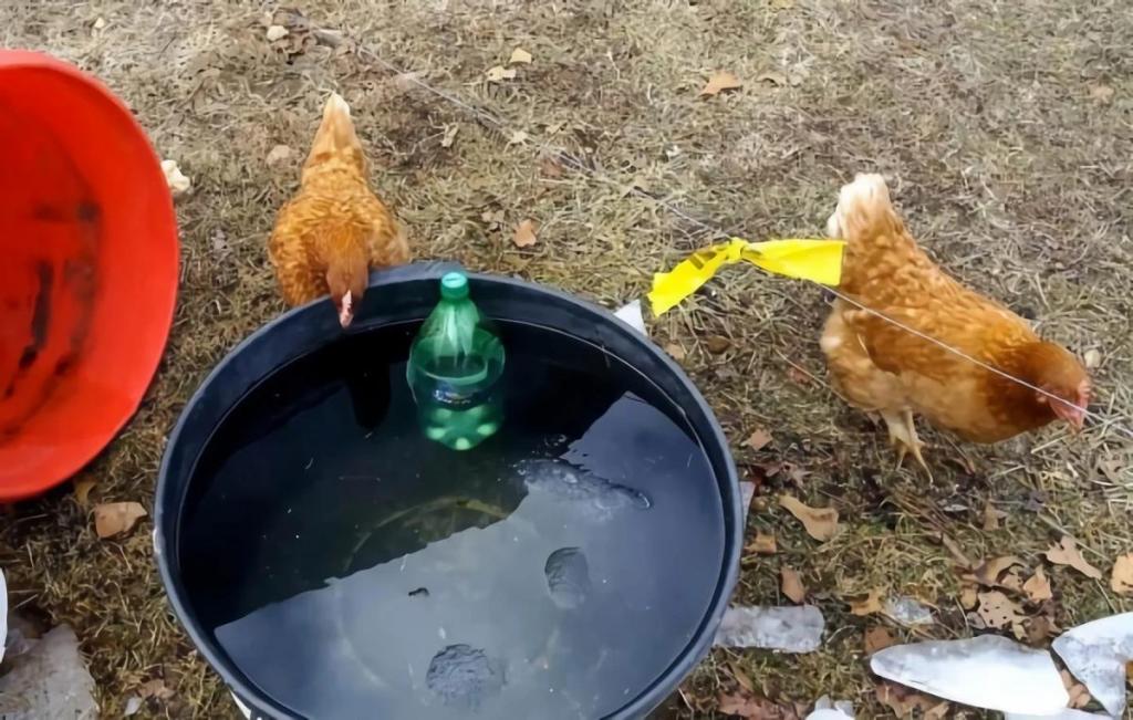 Как предотвратить замерзание воды в поилке для кур: необычные способы и лайфхаки