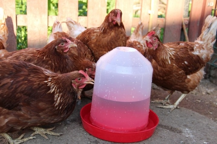 Как предотвратить замерзание воды в поилке для кур: необычные способы и лайфхаки