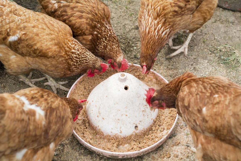 Все зависит от возраста птицы и сезона: как кормить кур - утром или вечером