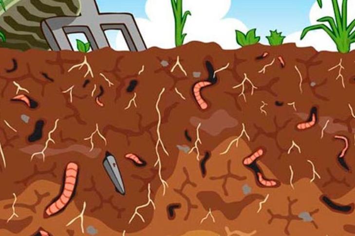Помогают создать здоровую почву: дождевые черви жизненно важны для обеспечения мира продовольствием