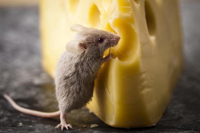 мышь и кусочек сыра