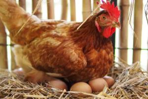 Почему куры несут яйца с хрупкой или очень тонкой скорлупой: причины, что делать в таких случаях