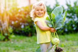 Кольраби выводит токсины и устраняет воспаление: пищевая ценность и полезные свойства овоща