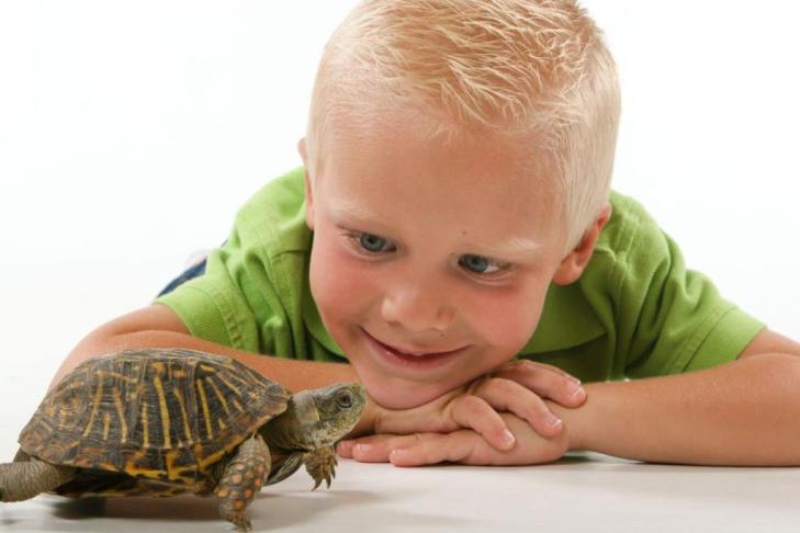 Отождествление с персонажем: как использовать технику «Черепаха» для развития самоконтроля у ребенка