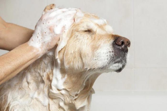 как мыть собаку 