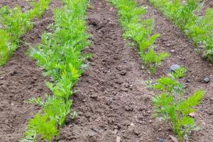 Морковь не придется прореживать: как посадить корнеплод правильно