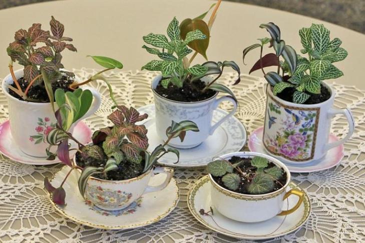 Чайные сады — очаровательное дополнение к вашей коллекции комнатных растений. Как вырастить