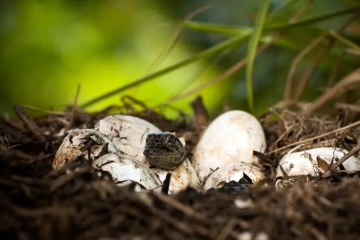 Змеиные норы в саду: как распознать гнездо и что делать, чтобы избавиться от опасных гостей (все самые лучшие способы)