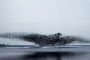 Мурмурация, или танец тысячи птиц: как возникает эта загадка природы