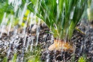 Минус азот, плюс грибок и сорняки: что происходит с садом и огородом во время сильных дождей (и как минимизировать риски)