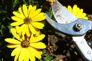 Обрезка цветов в саду: ошибки, которые допускают многие