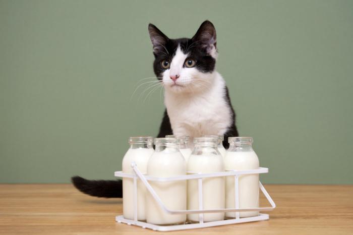 кошка любит молоко 