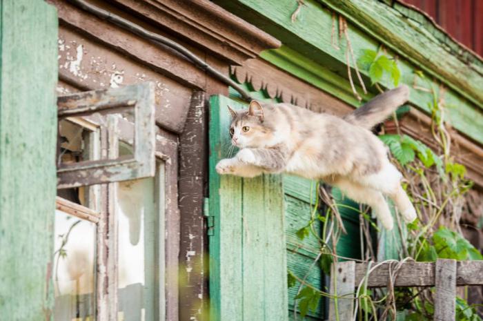 как прыгают кошки 