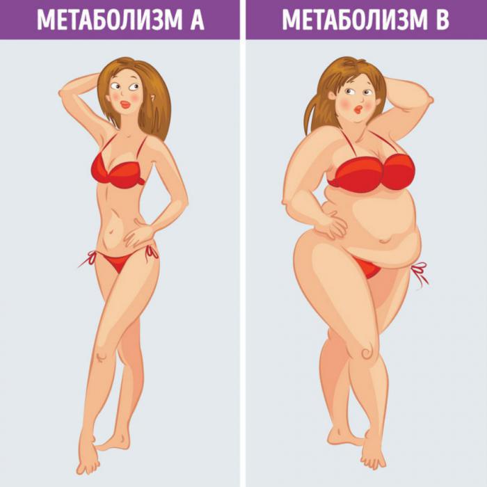 метаболизм 
