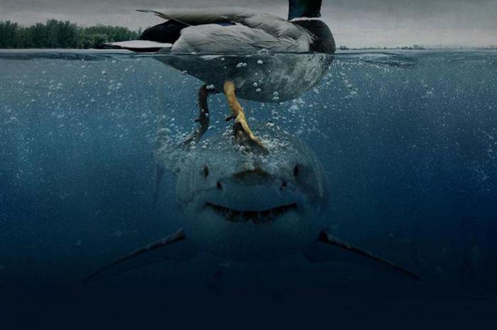 интересные факты об акулах
