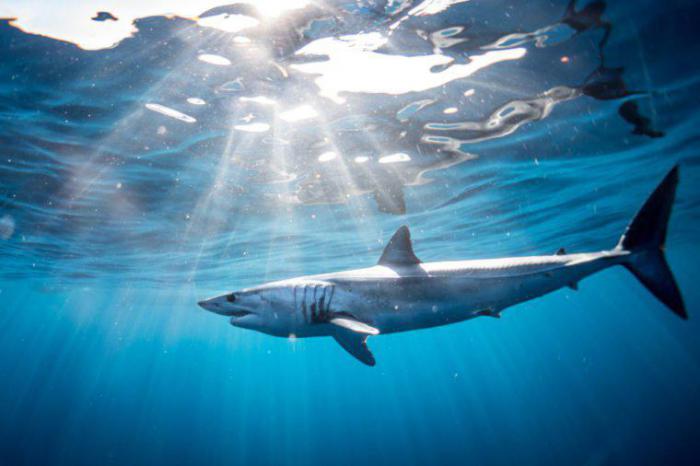интересные факты об акулах
